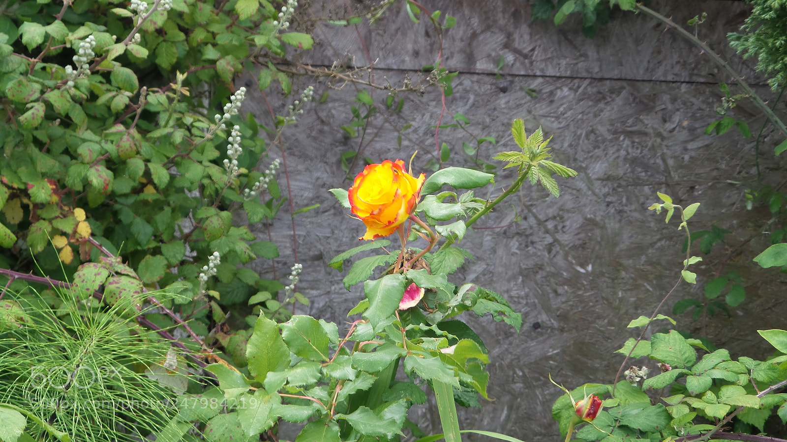 Samsung Galaxy Camera 2 sample photo. 20160711_122554.jpg photography