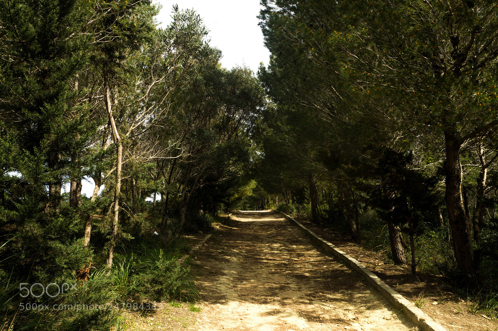 Sony SLT-A58 sample photo. Secret path photography