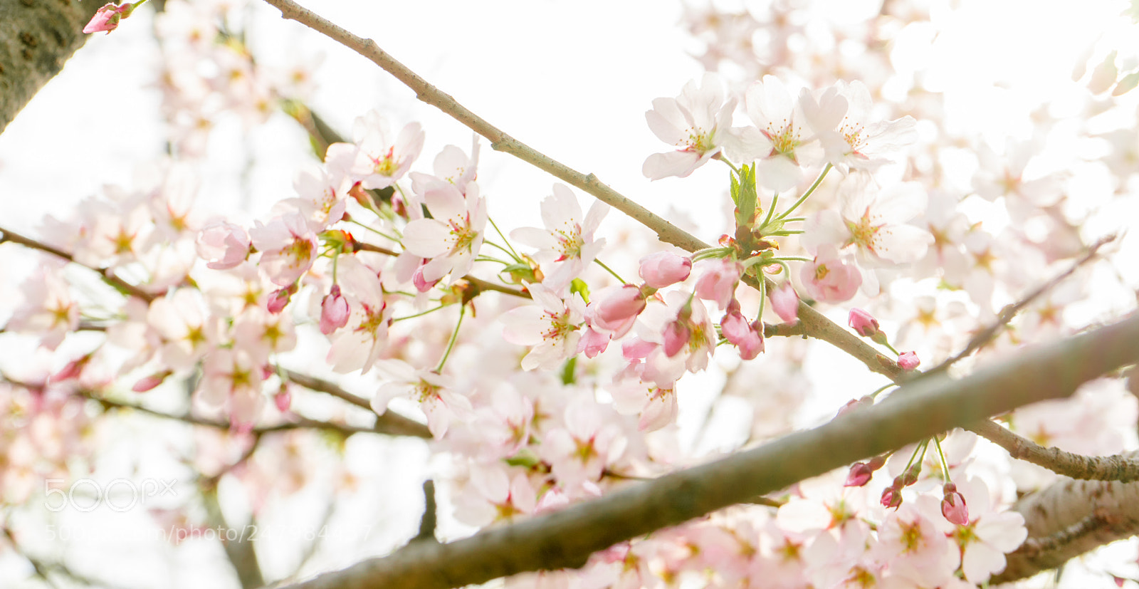 Sony a7 II sample photo. Spring cherry blossoms photography
