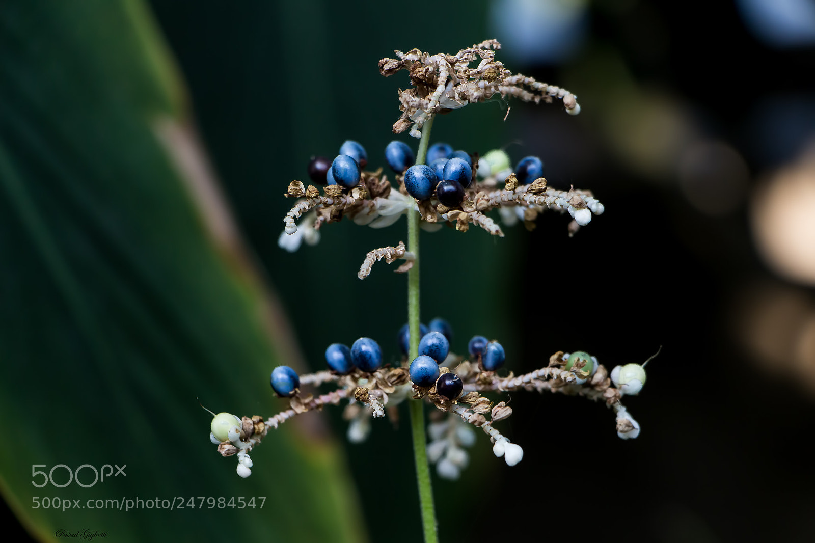 Canon EOS 700D (EOS Rebel T5i / EOS Kiss X7i) sample photo. Pollia japonica photography