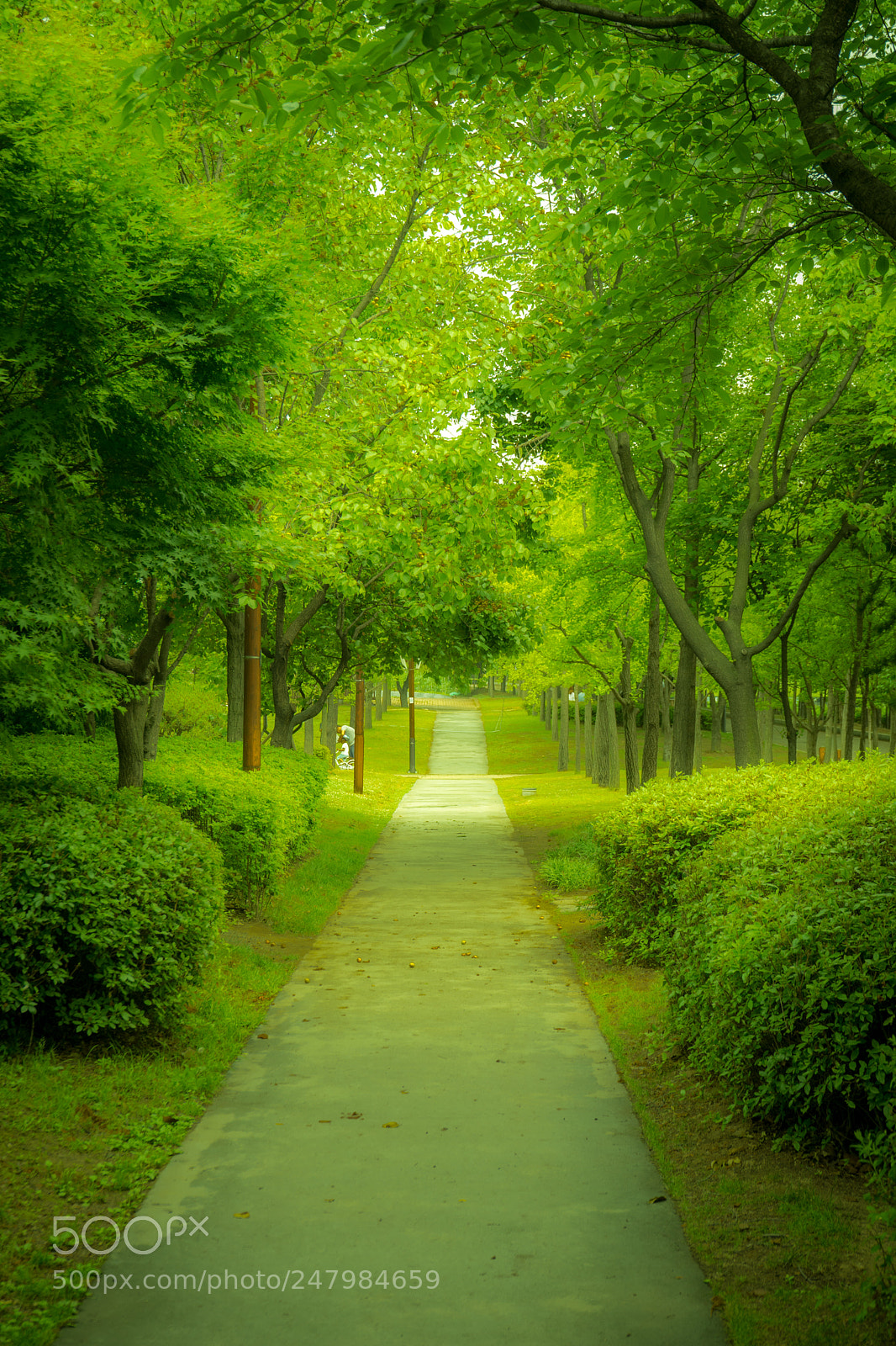 Sony a7 II sample photo. Summer green photography