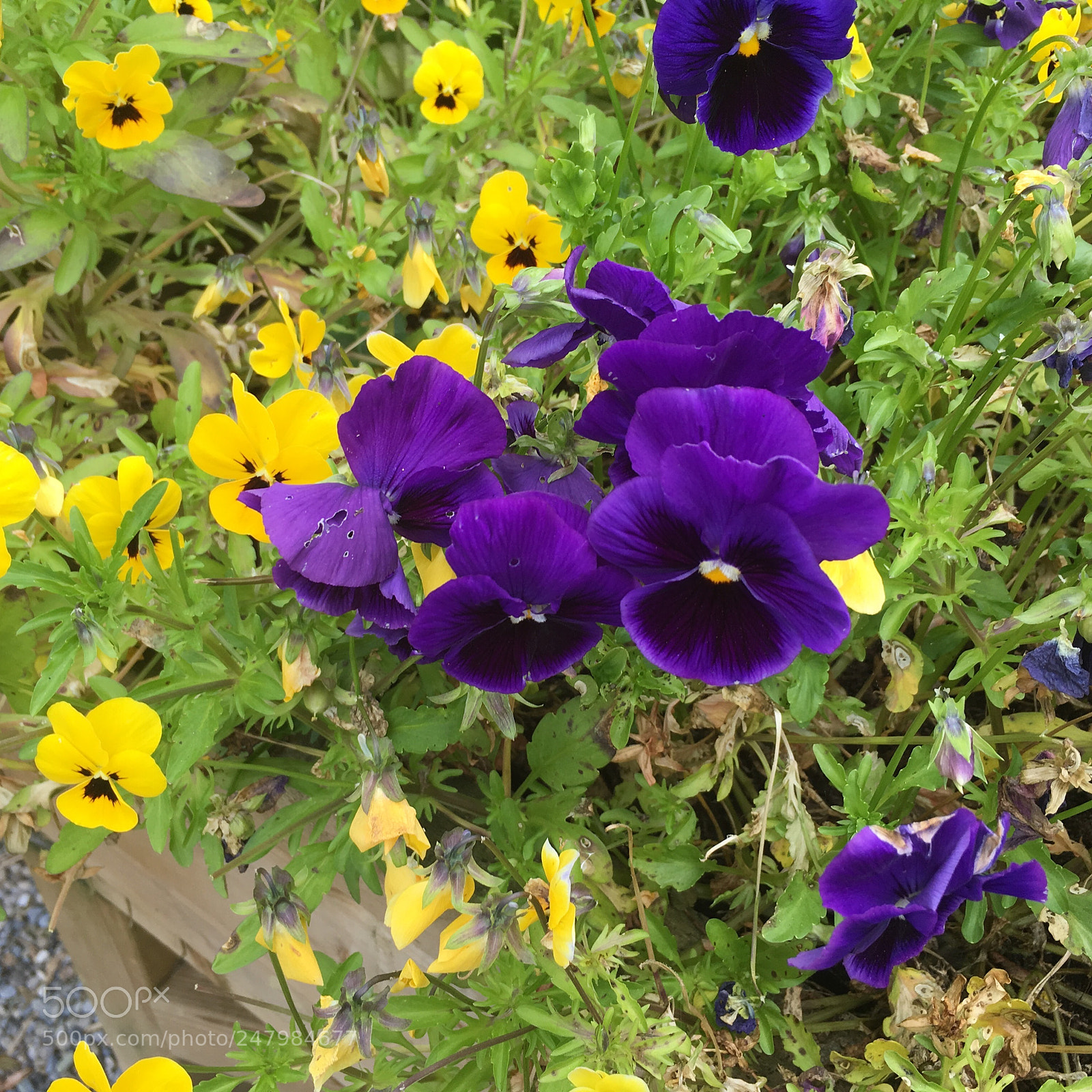 Apple iPhone 6s sample photo. Img photography