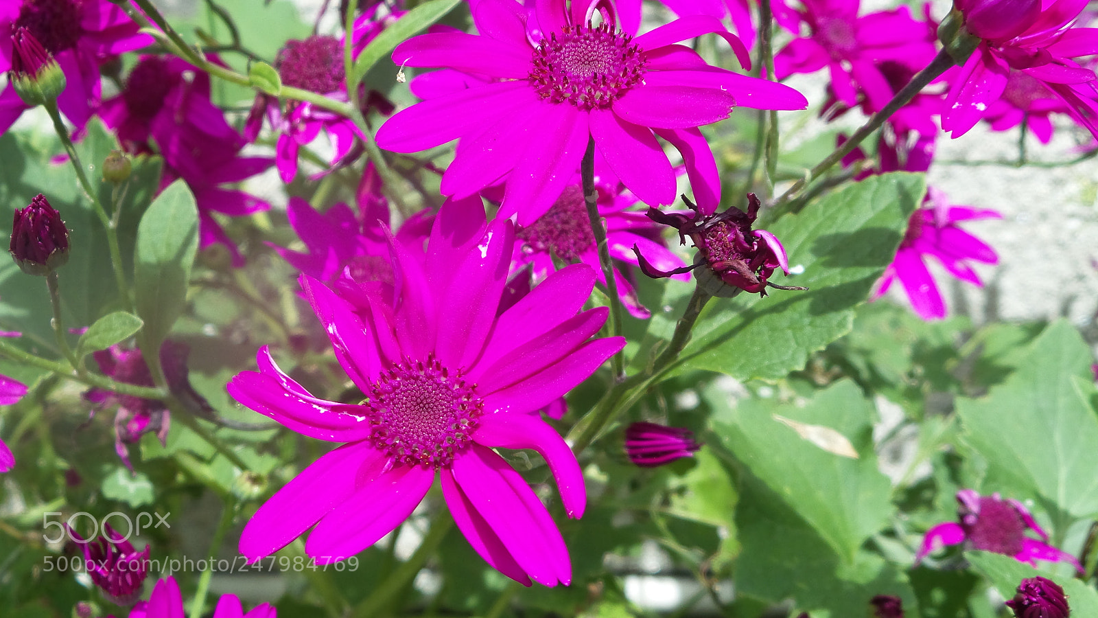 Samsung Galaxy Camera 2 sample photo. 20160707_134401.jpg photography