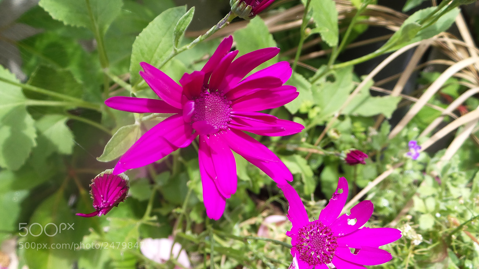 Samsung Galaxy Camera 2 sample photo. 20160707_134750.jpg photography