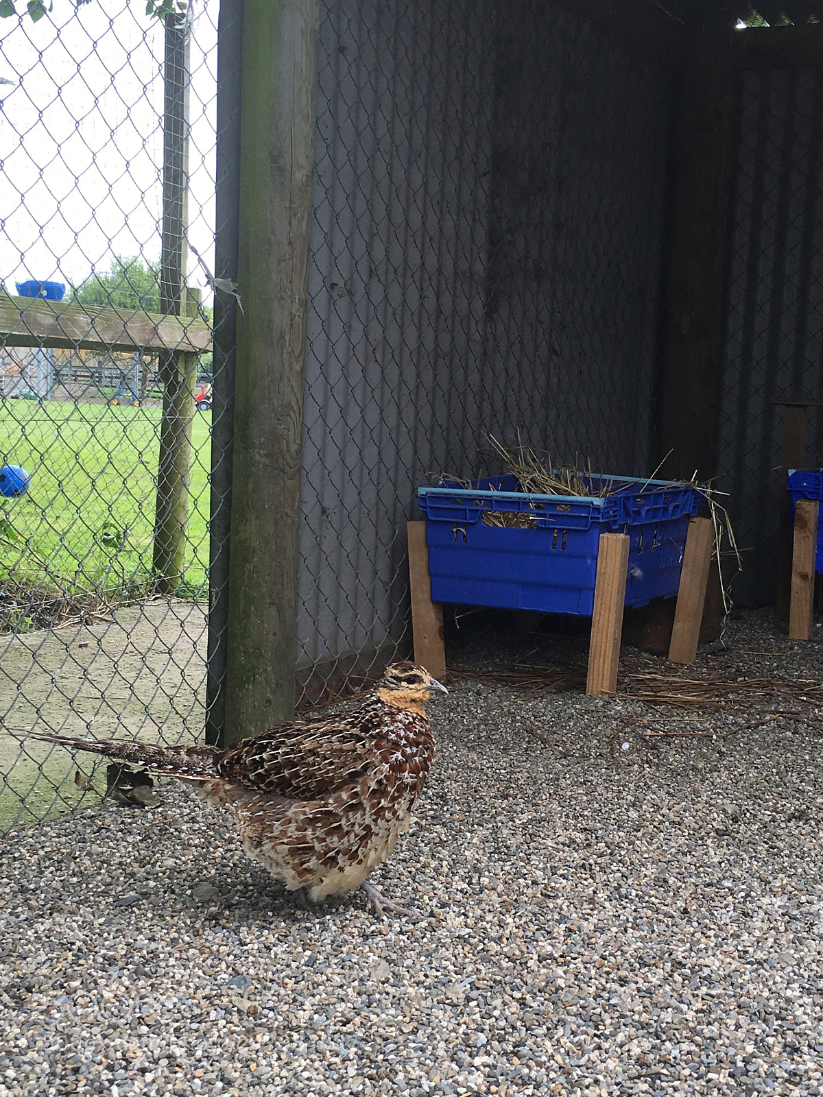 Apple iPhone 6s sample photo. Img photography