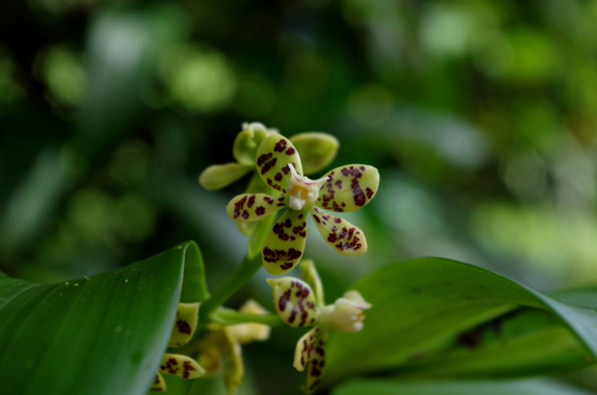 Pentax K-50 sample photo. Orchid cluster photography