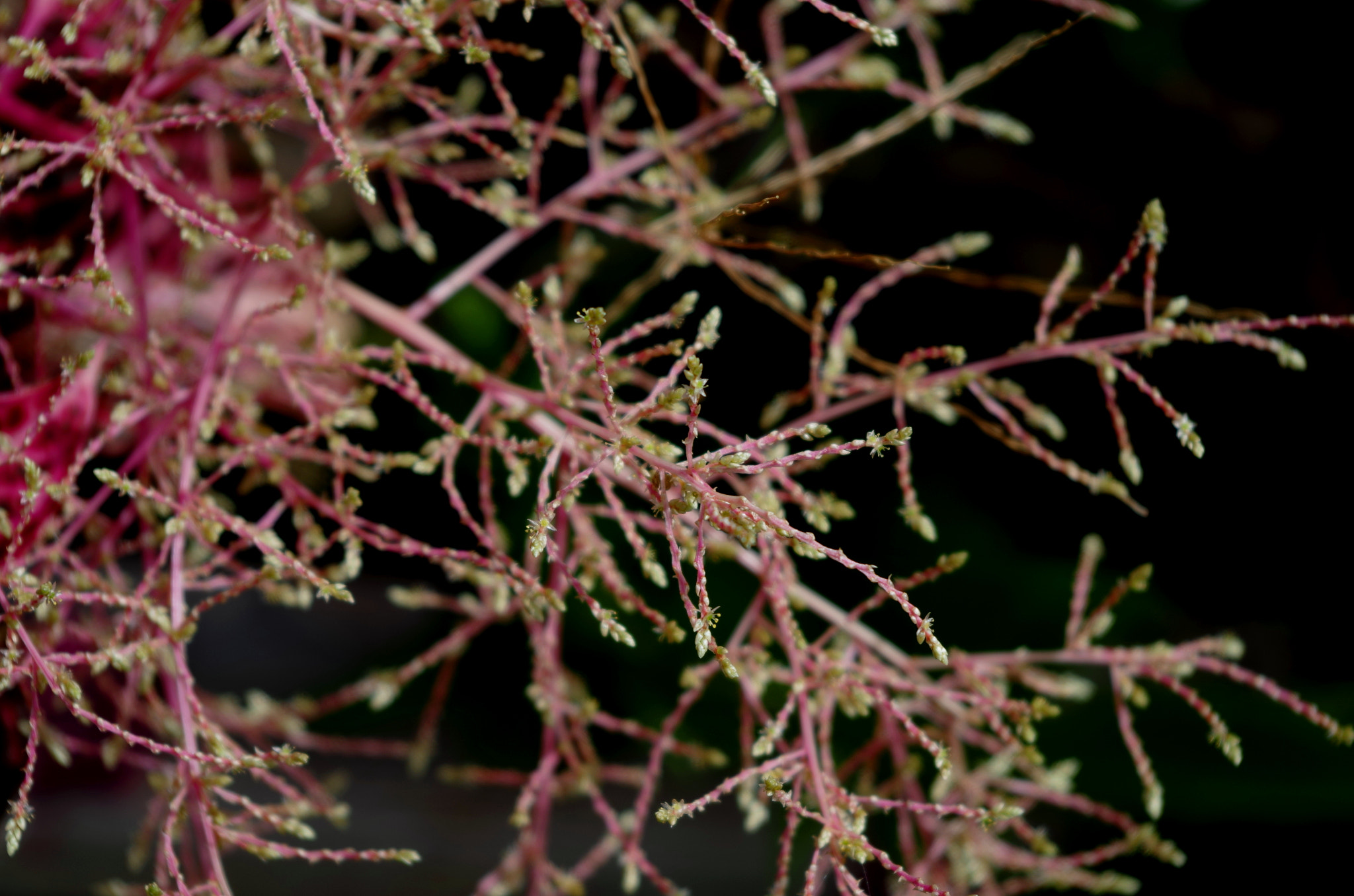 Pentax K-50 sample photo. White flower buds and blooms with pink stems photography