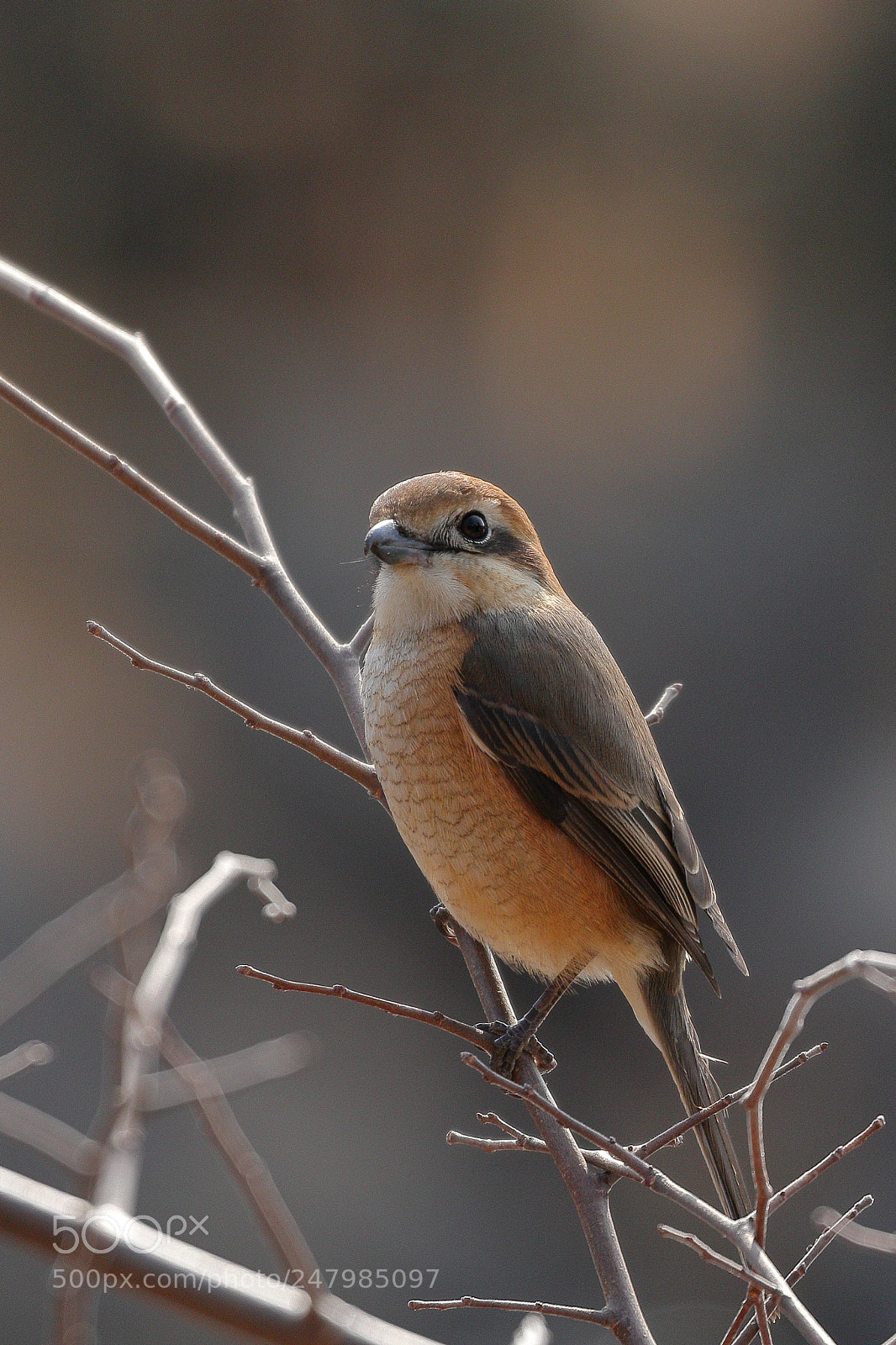Canon EOS 7D Mark II sample photo. モズ 6030 photography