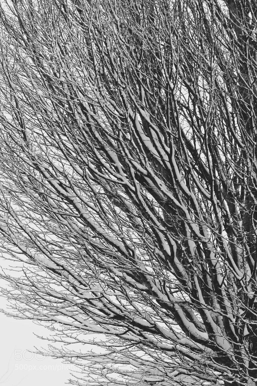Nikon D3S sample photo. Black ice tree photography