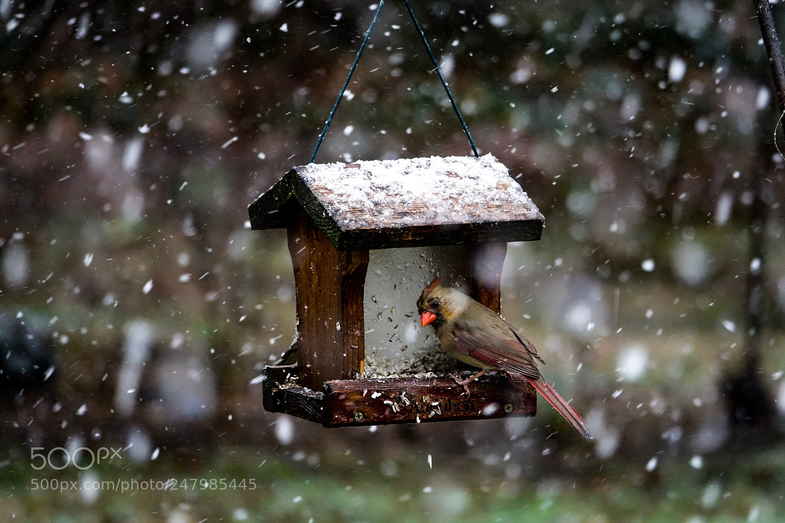Sony Cyber-shot DSC-RX10 III sample photo. Snow photography
