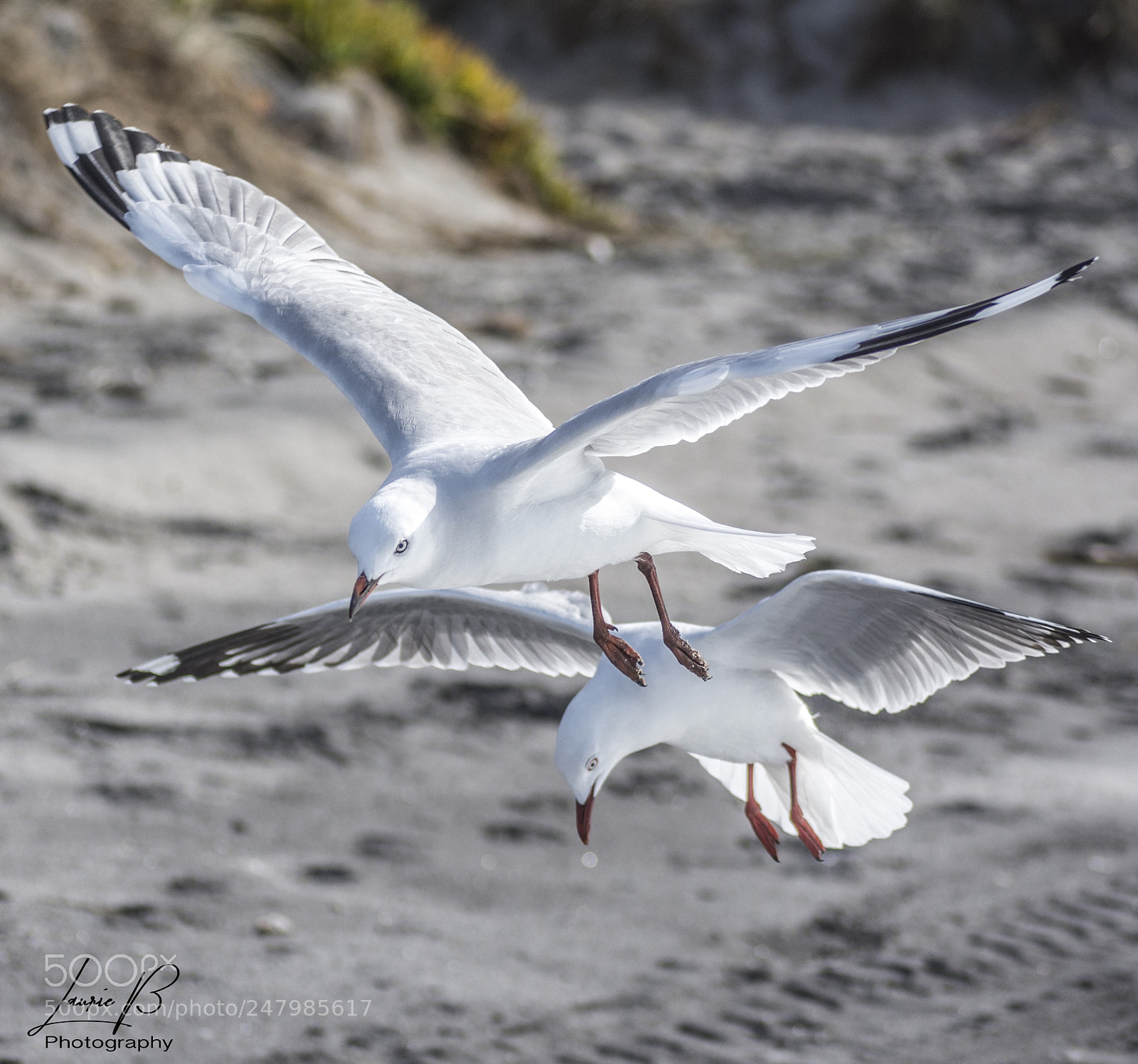 Nikon D7200 sample photo. Untitled photography