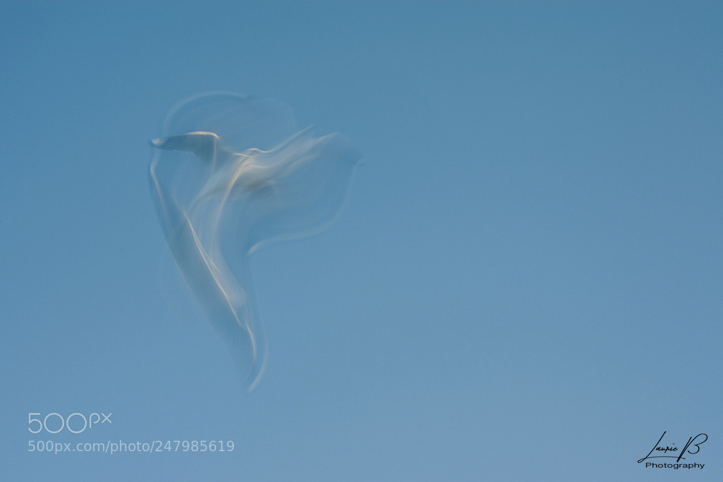 Nikon D5100 sample photo. Ballerina gull photography
