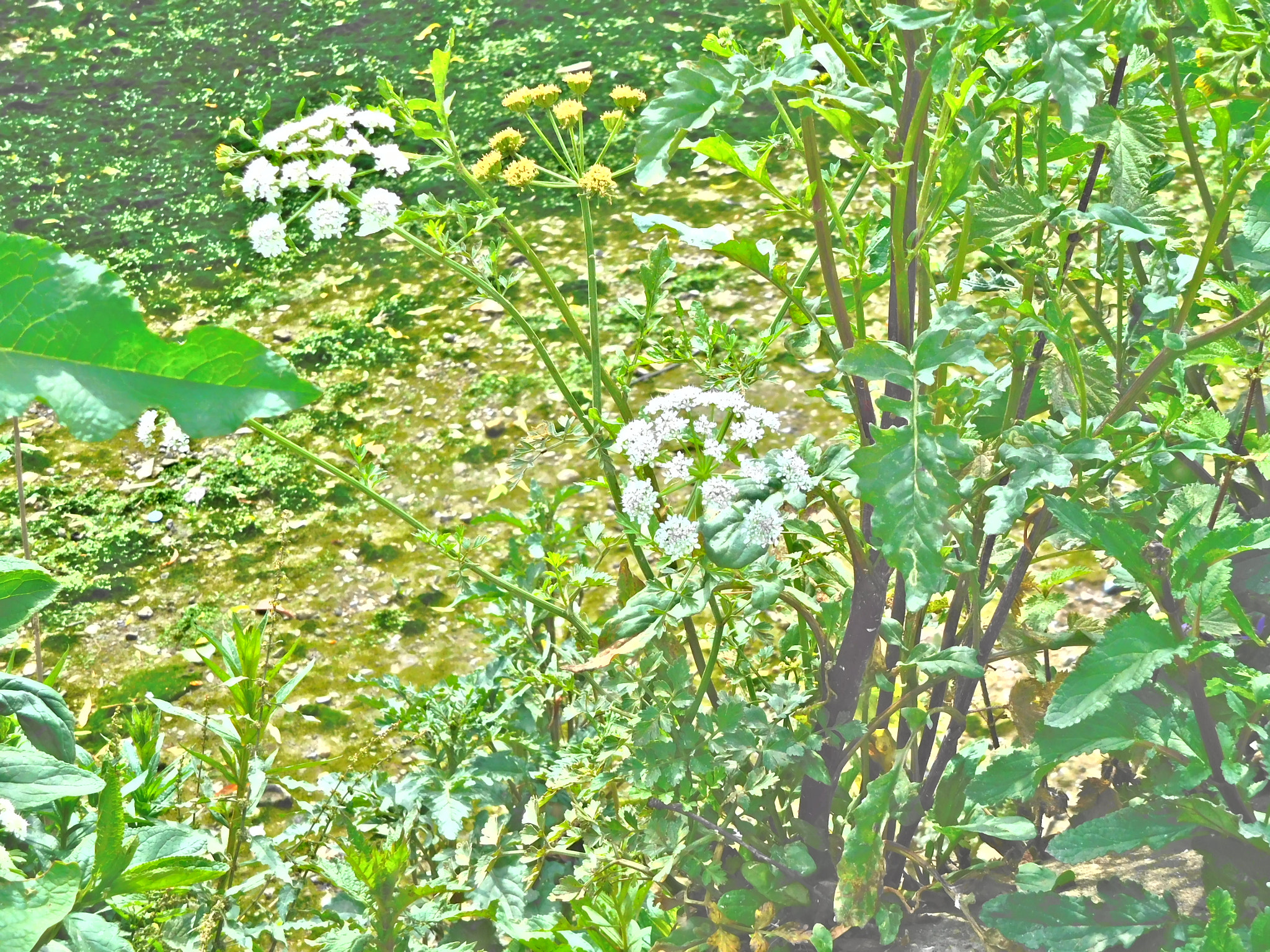Nikon Coolpix S7000 sample photo. Fscn photography