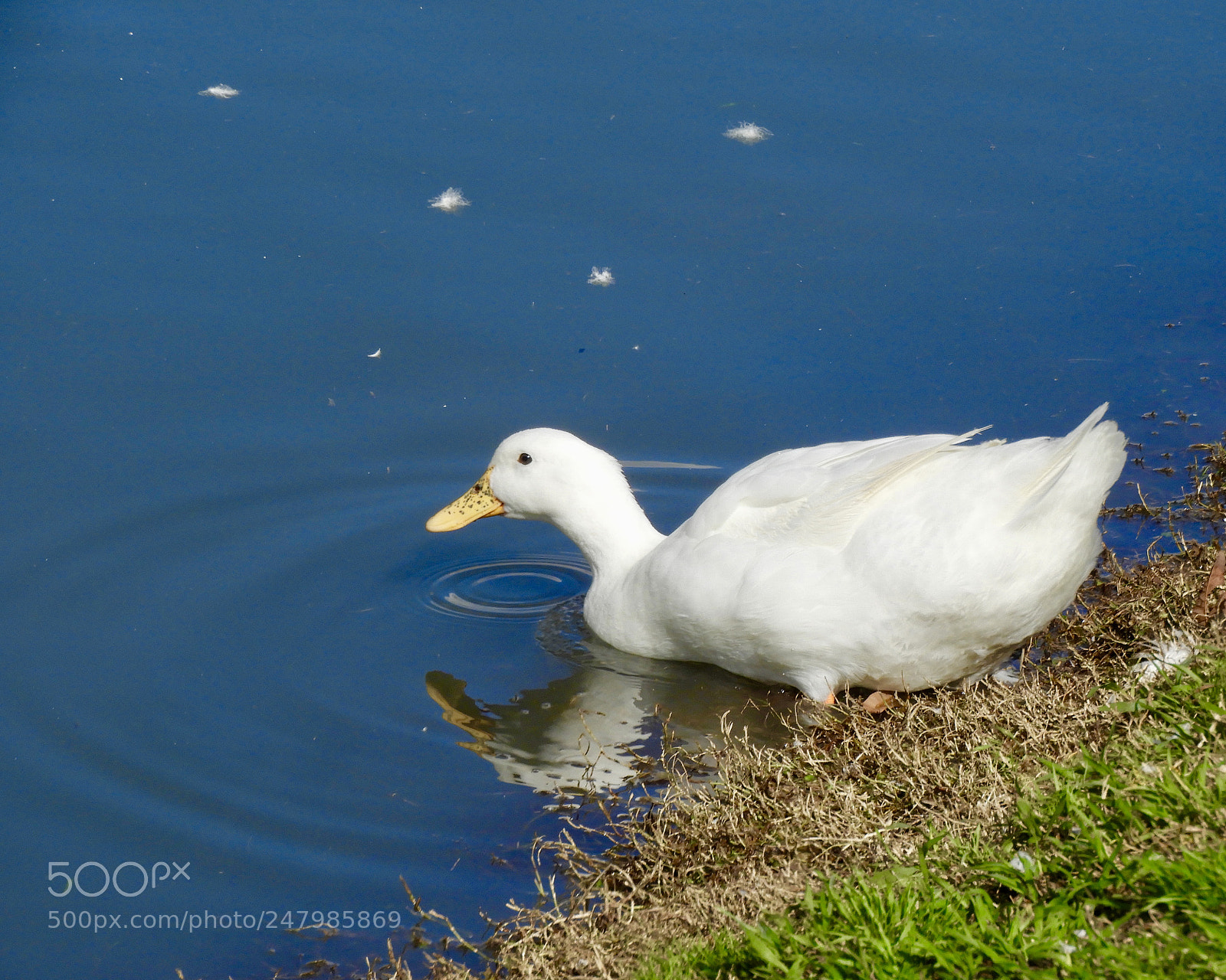 Nikon Coolpix B700 sample photo. White duck on blue photography
