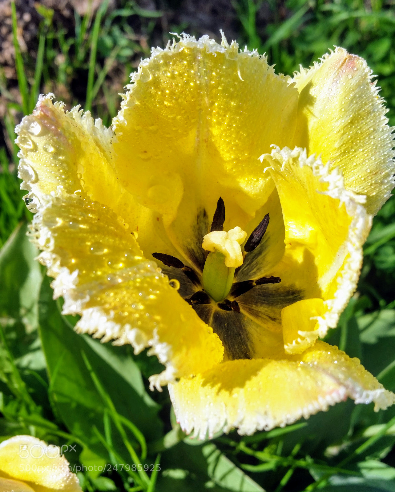 Samsung Galaxy S5 sample photo. Untitled photography