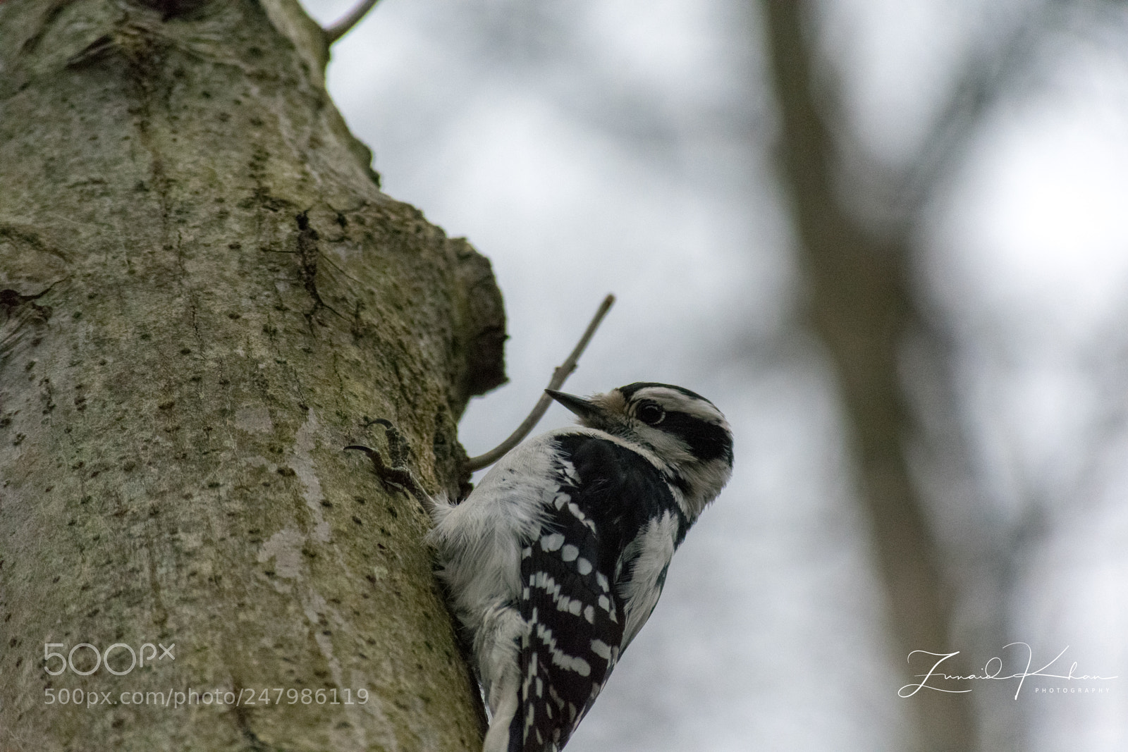 Nikon D3400 sample photo. Woodpecker photography