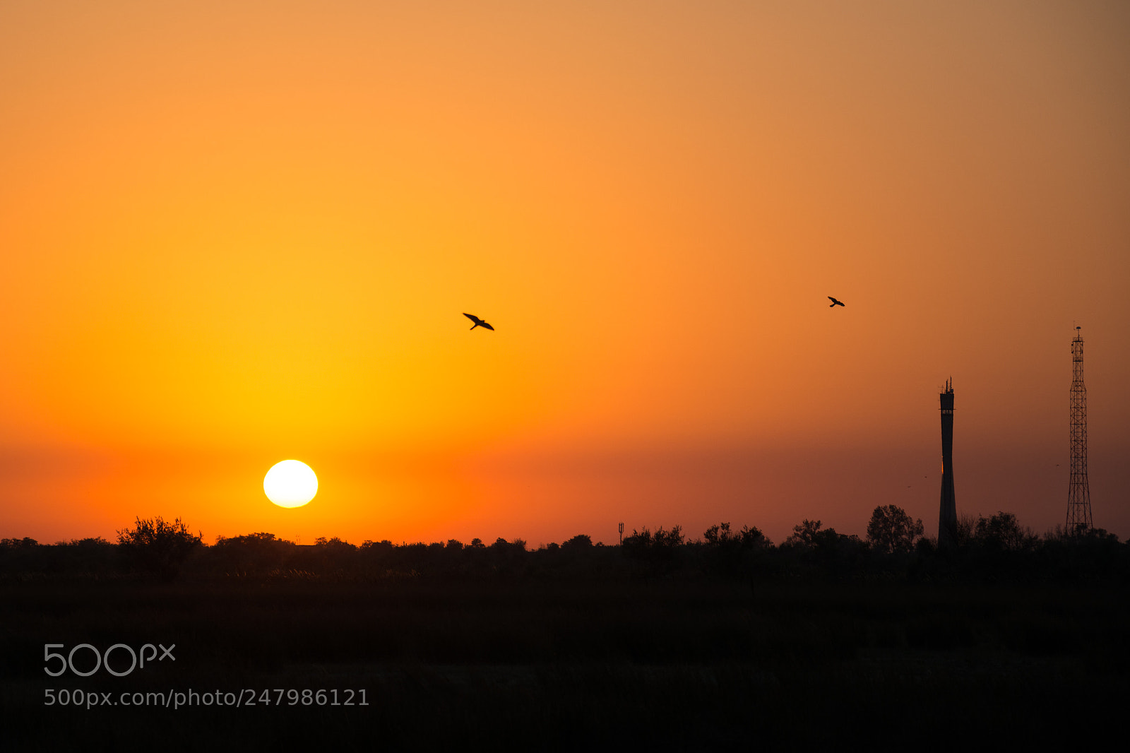 Nikon D5200 sample photo. Soaring photography