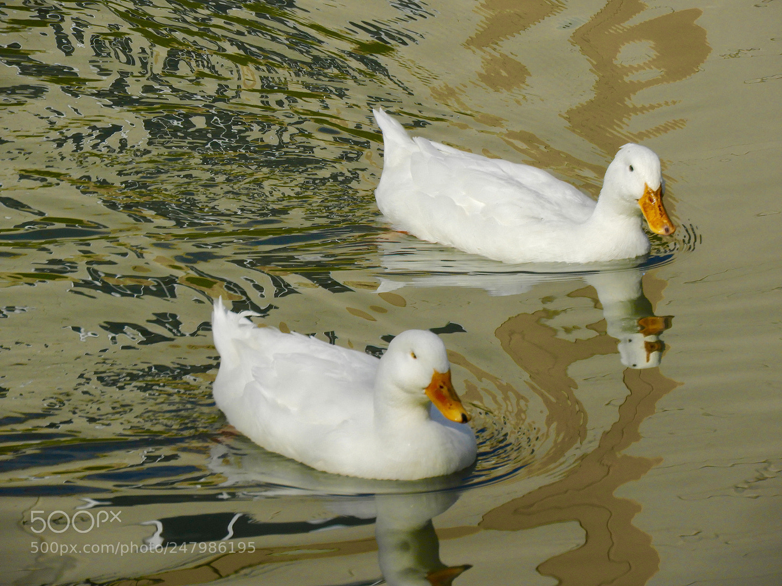 Nikon Coolpix B700 sample photo. Two white ducks in photography