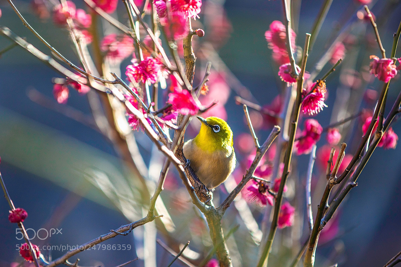 Canon EOS 7D Mark II sample photo. Sun bathing photography
