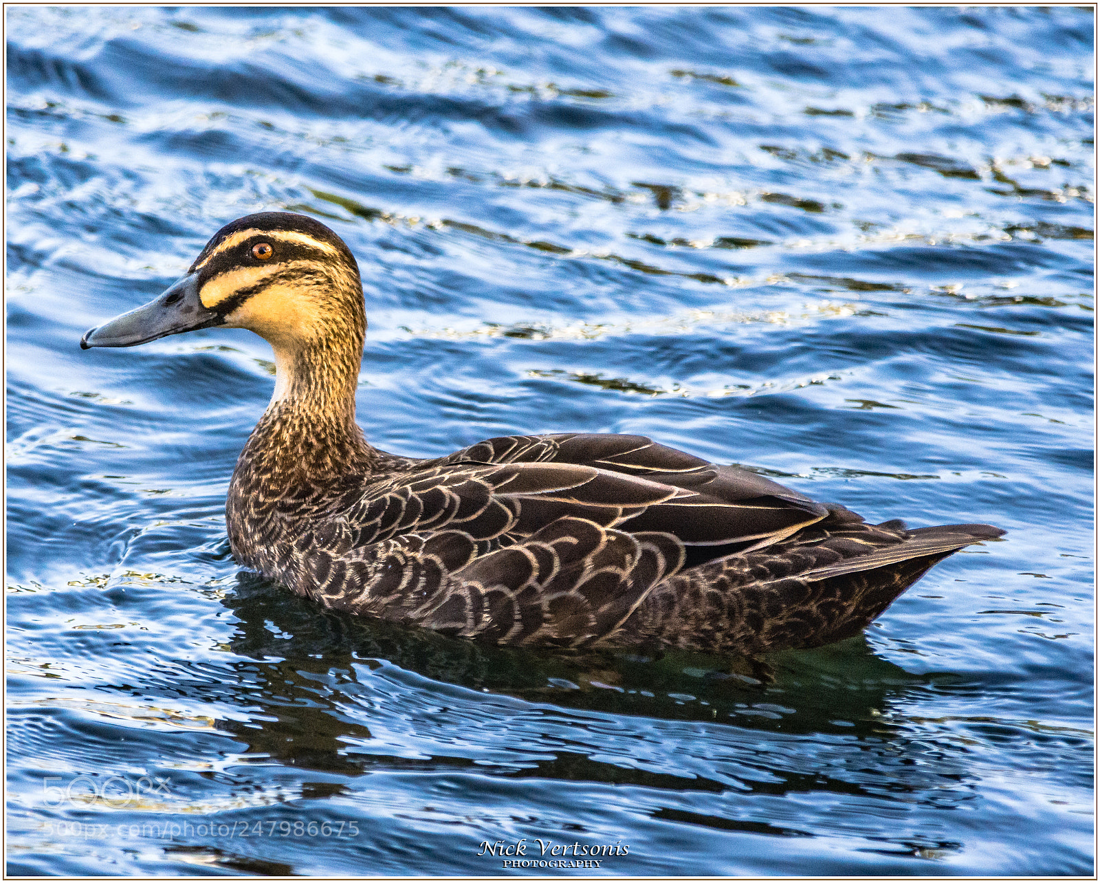 Nikon D7200 sample photo. Pacific black duck photography