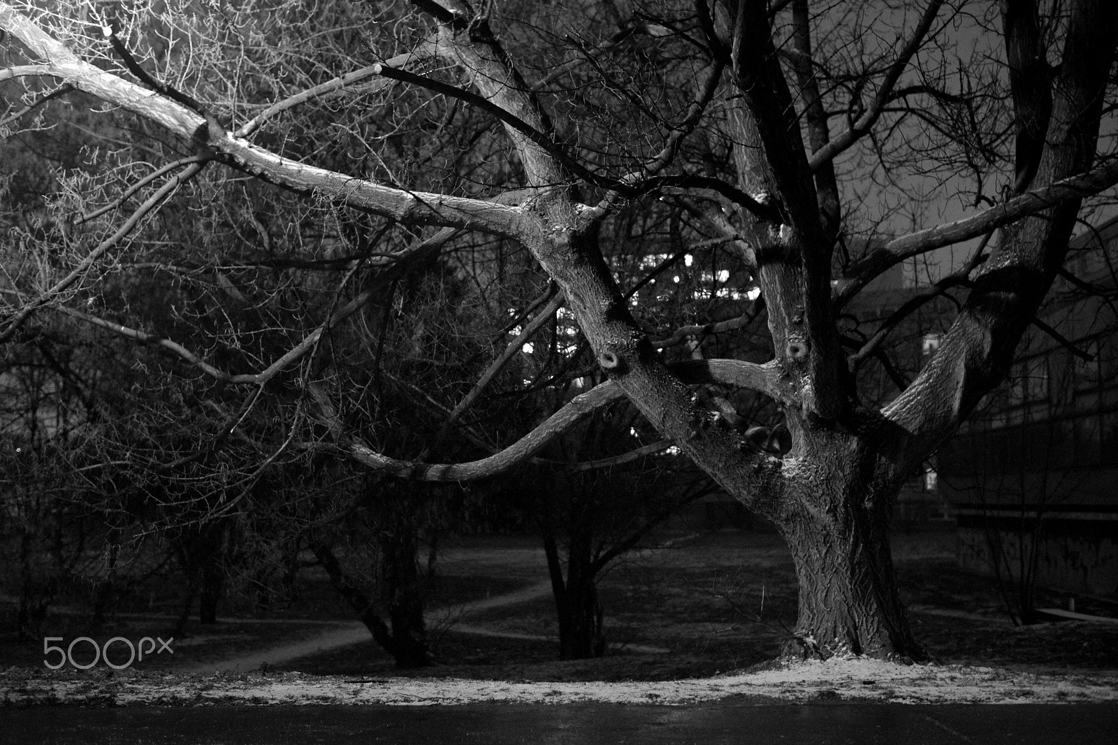 Nikon D800 + Nikon AF-S Nikkor 50mm F1.8G sample photo. Tree photography