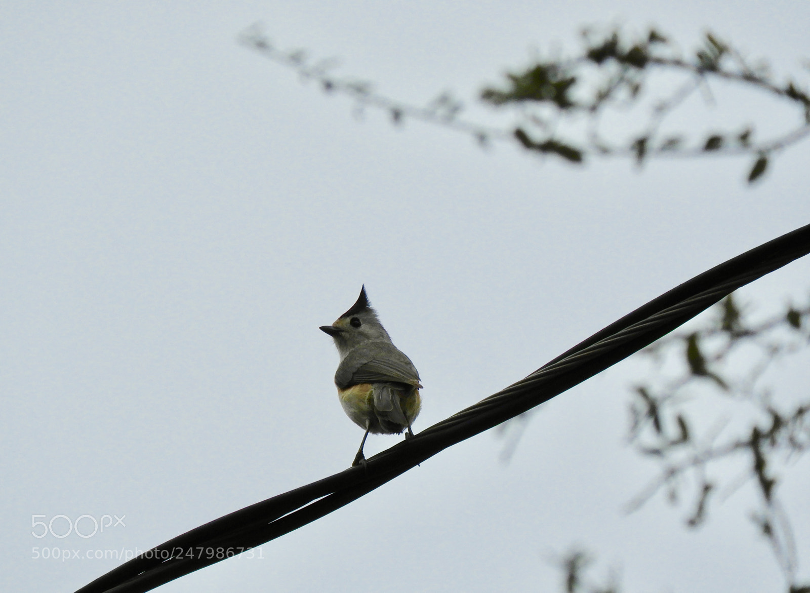 Nikon Coolpix B700 sample photo. Titmouse on a wire photography