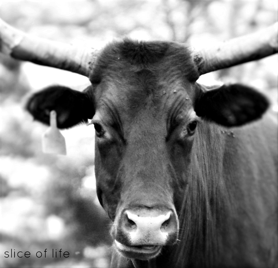 Nikon D3100 sample photo. Black and white photography