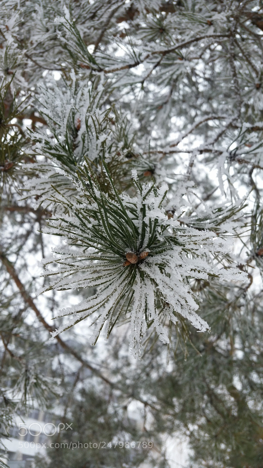 Samsung Galaxy S5 sample photo. Зимний лес photography
