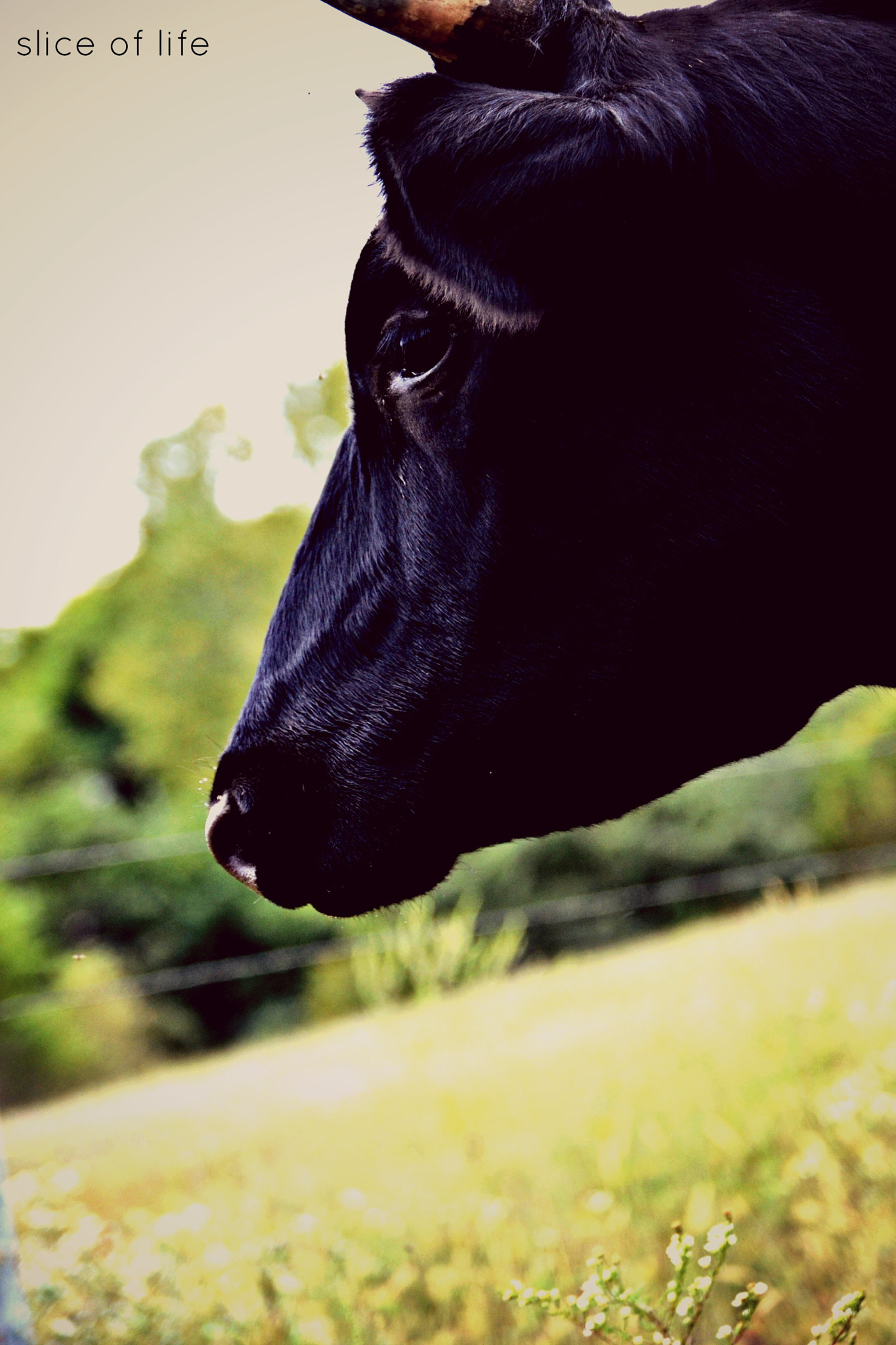 Nikon D3100 sample photo. Vintage cow photography