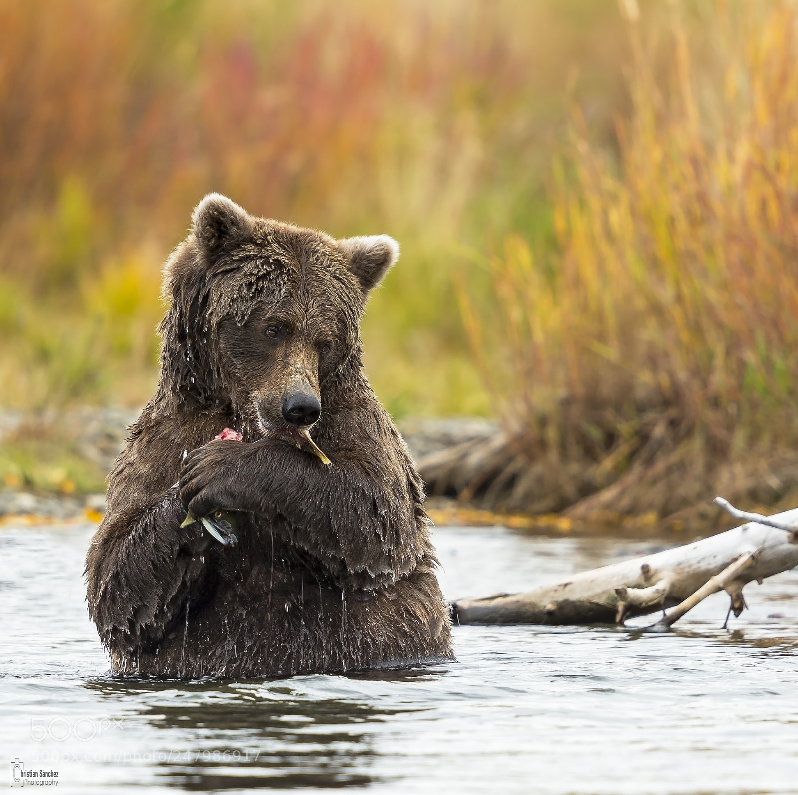 Nikon D4 sample photo. Grizzly photography