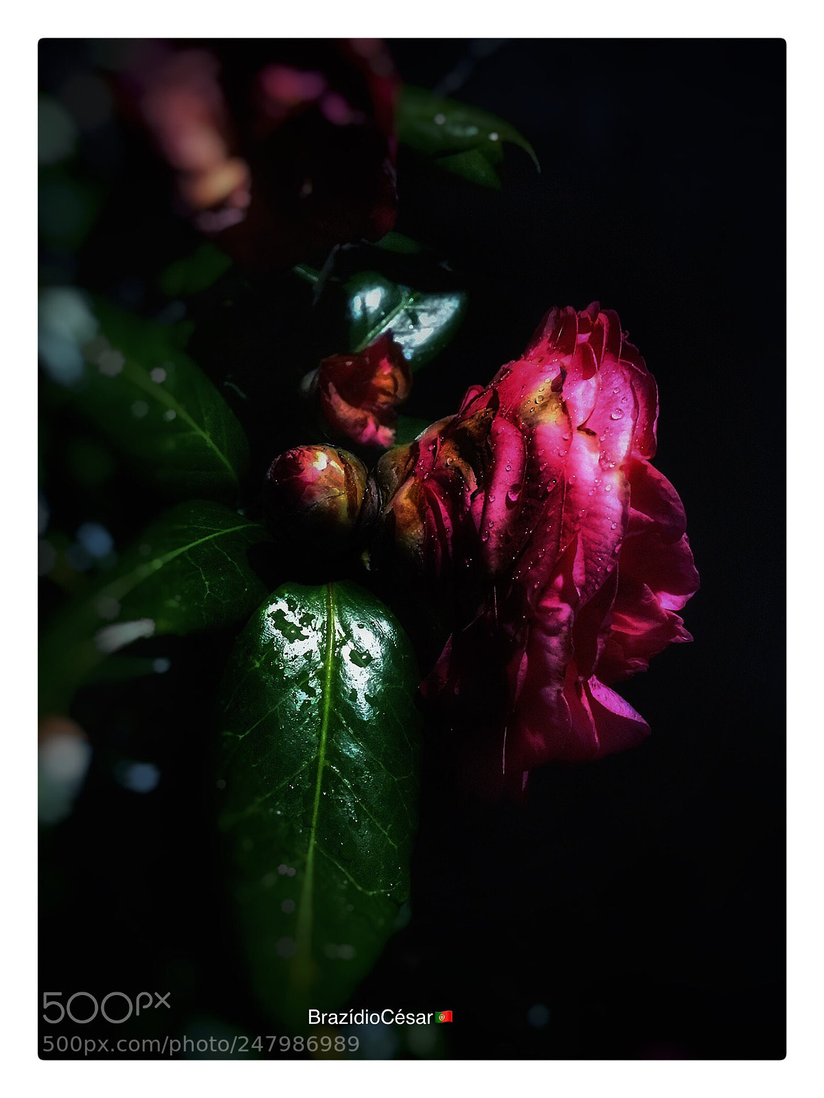 Apple iPhone 6s sample photo. Untitled photography