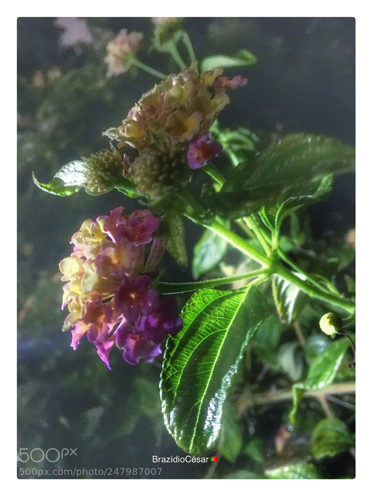 Apple iPhone 6s sample photo. Untitled photography