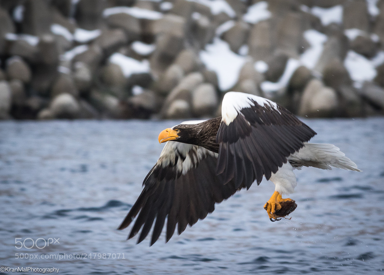 Canon EOS 7D Mark II sample photo. Fish catcher steller sea photography