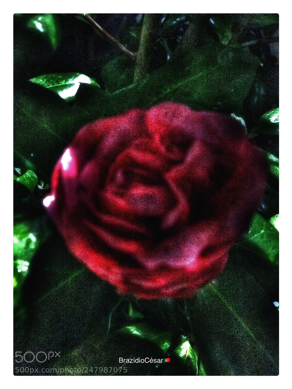 Apple iPhone 6s sample photo. Untitled photography