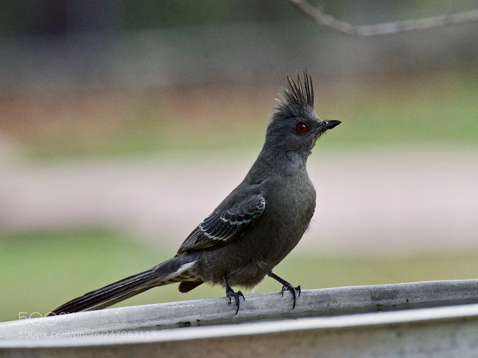 Nikon D810 sample photo. Penelope the phainopepla photography