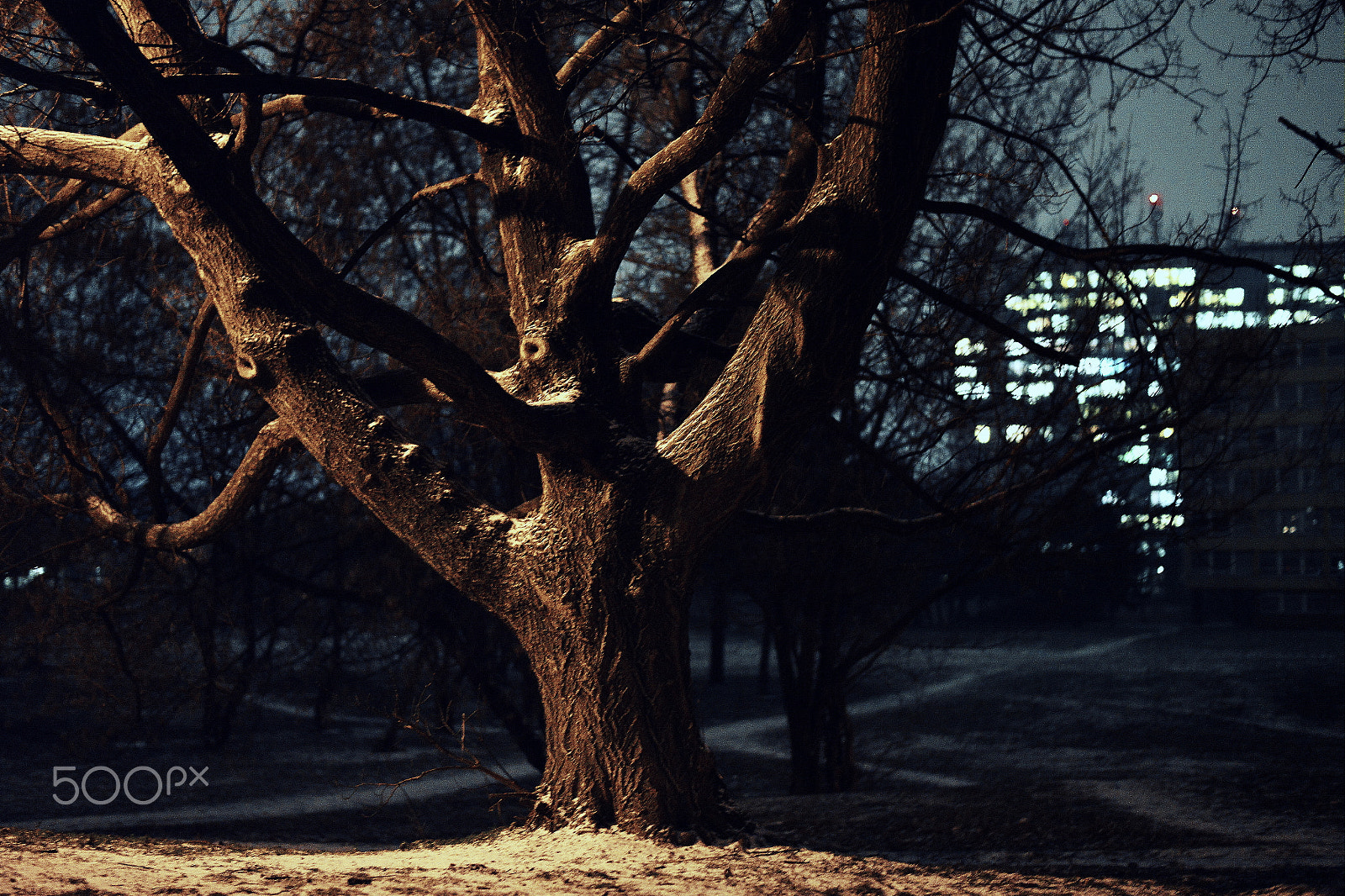 Nikon D800 + Nikon AF-S Nikkor 50mm F1.8G sample photo. Tree photography