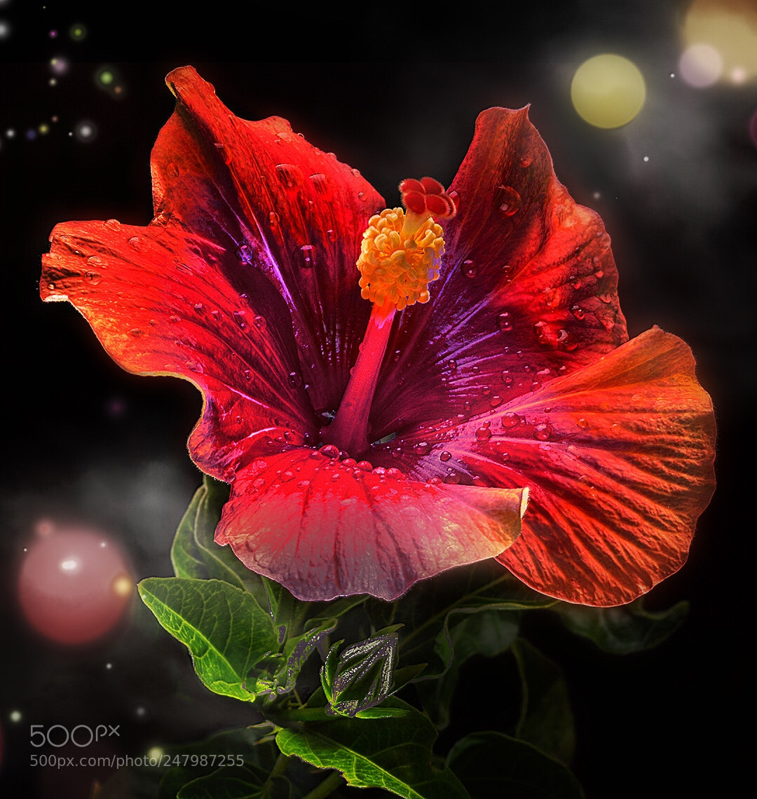 Nikon D7100 sample photo. Hibiscus flower photography