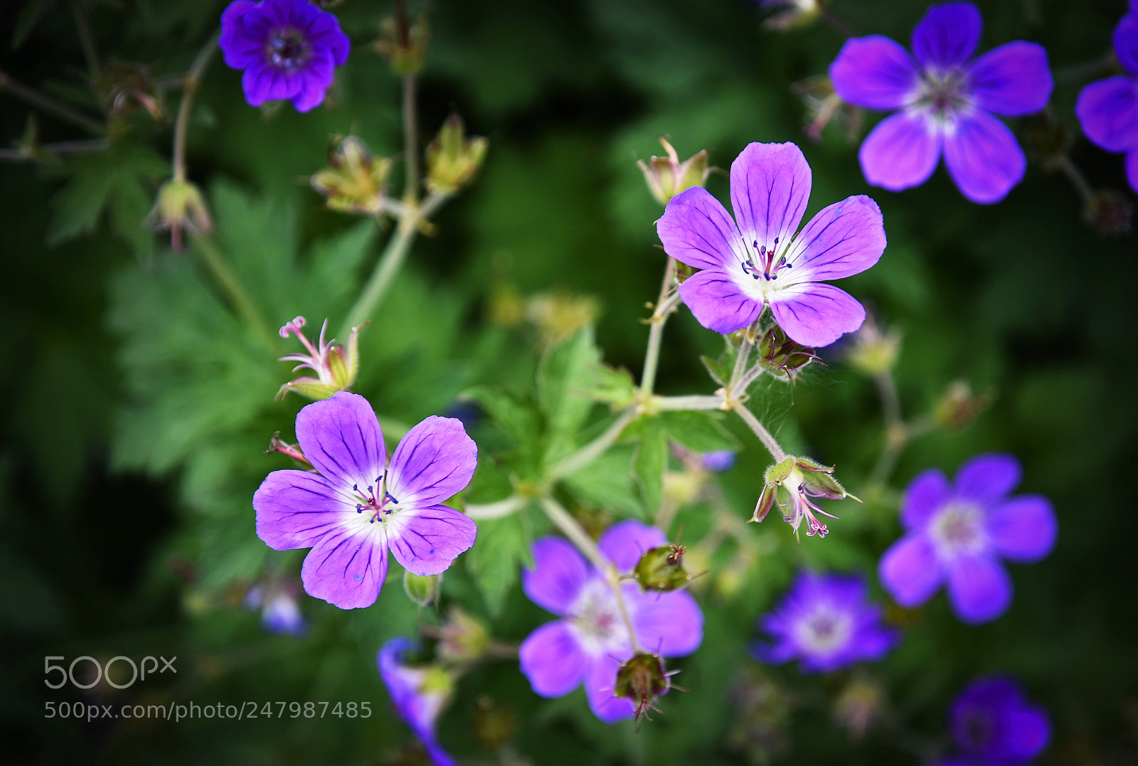 Nikon D5500 sample photo. A group of purple photography