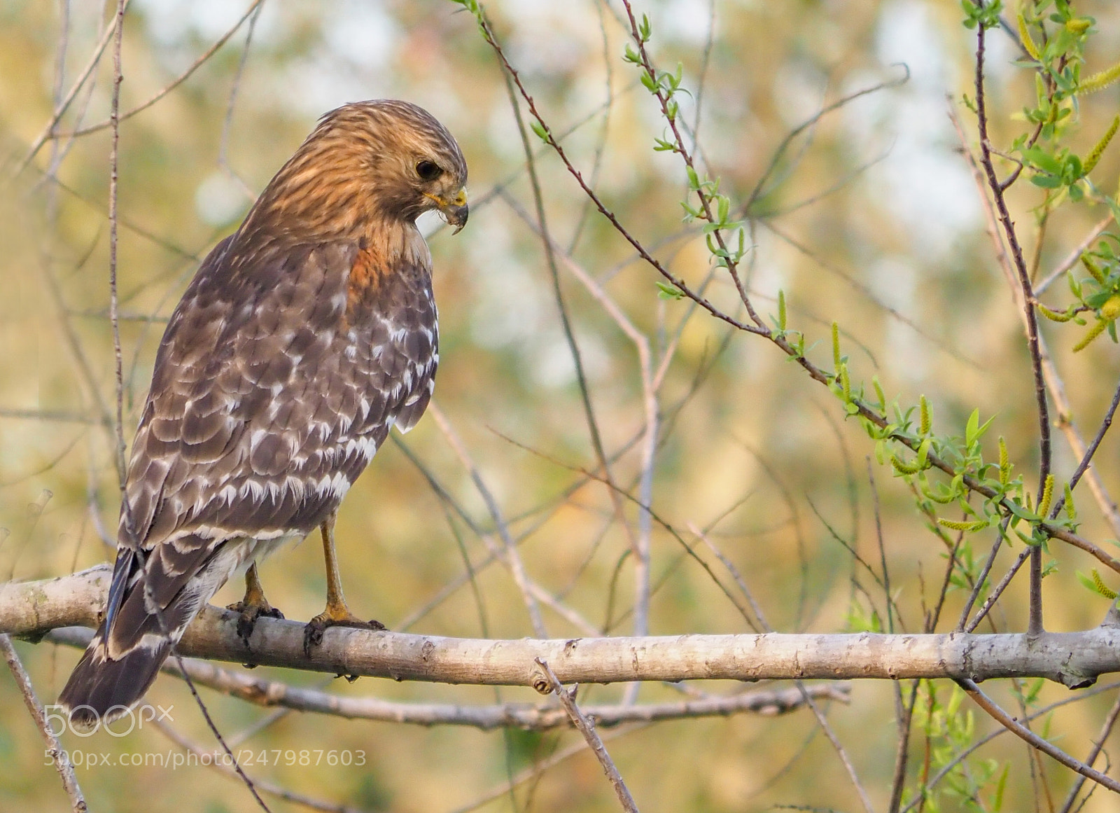 Olympus OM-D E-M1 Mark II sample photo. Hawk photography