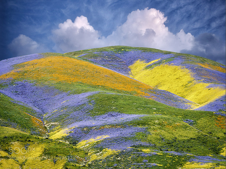 Pentax 645Z sample photo. Wildflowers covering hills. carrizo photography