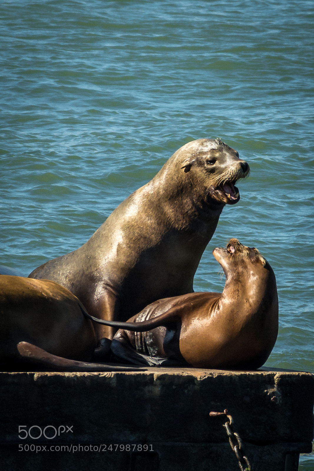 Nikon D5200 sample photo. Sea lions at pier photography