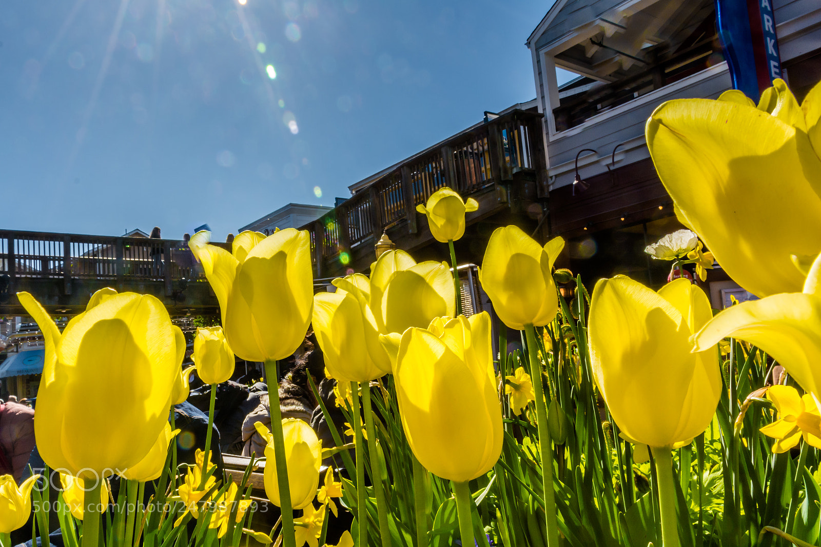 Nikon D5200 sample photo. Tulips at pier 39 photography