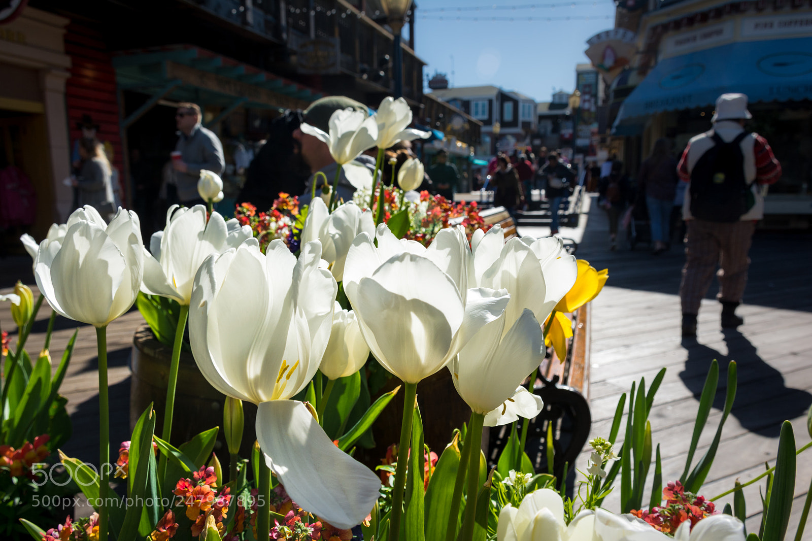 Nikon D5200 sample photo. Tulips at pier 39 photography