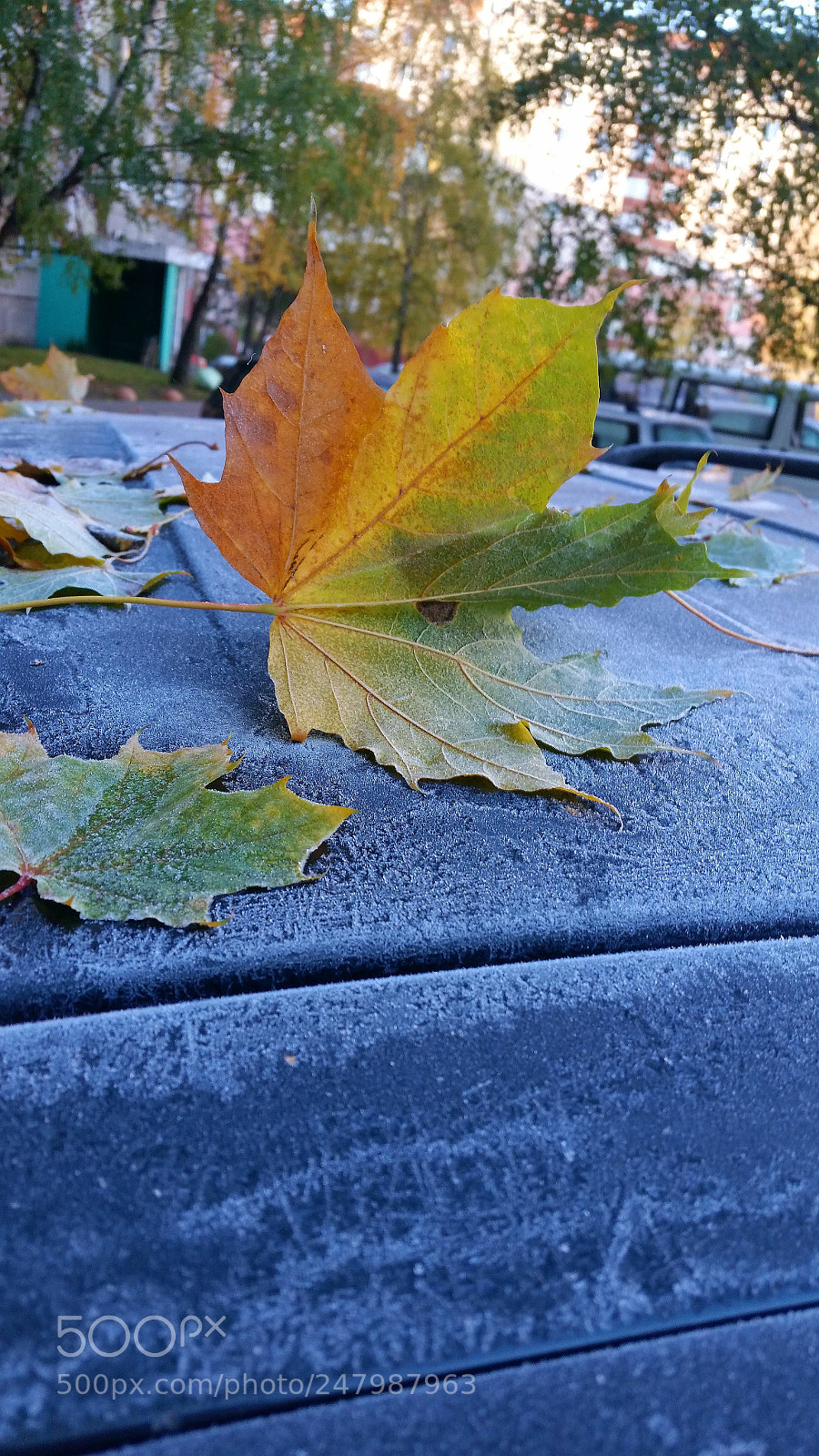 Samsung Galaxy S7 Edge sample photo. Первые заморозки в городе photography