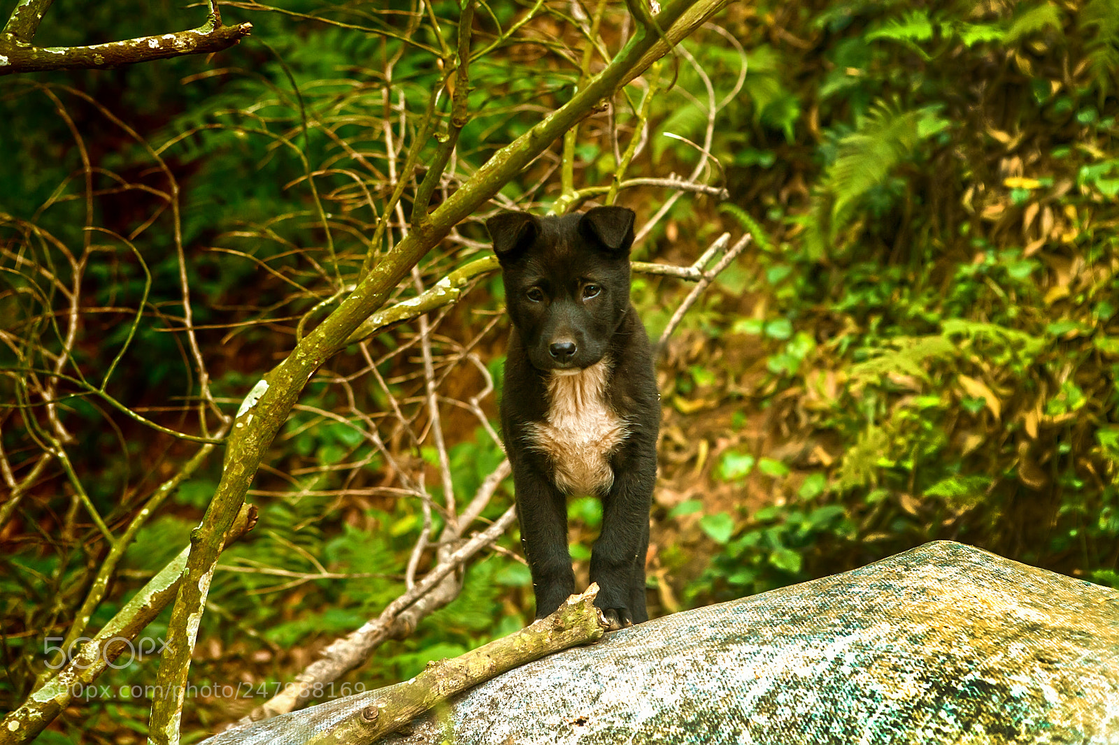 Canon EOS 5D sample photo. Puppy is standing in photography