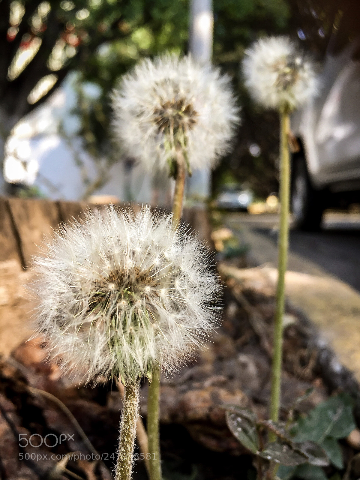 Apple iPhone 6 sample photo. Beauty’s everywhere! photography