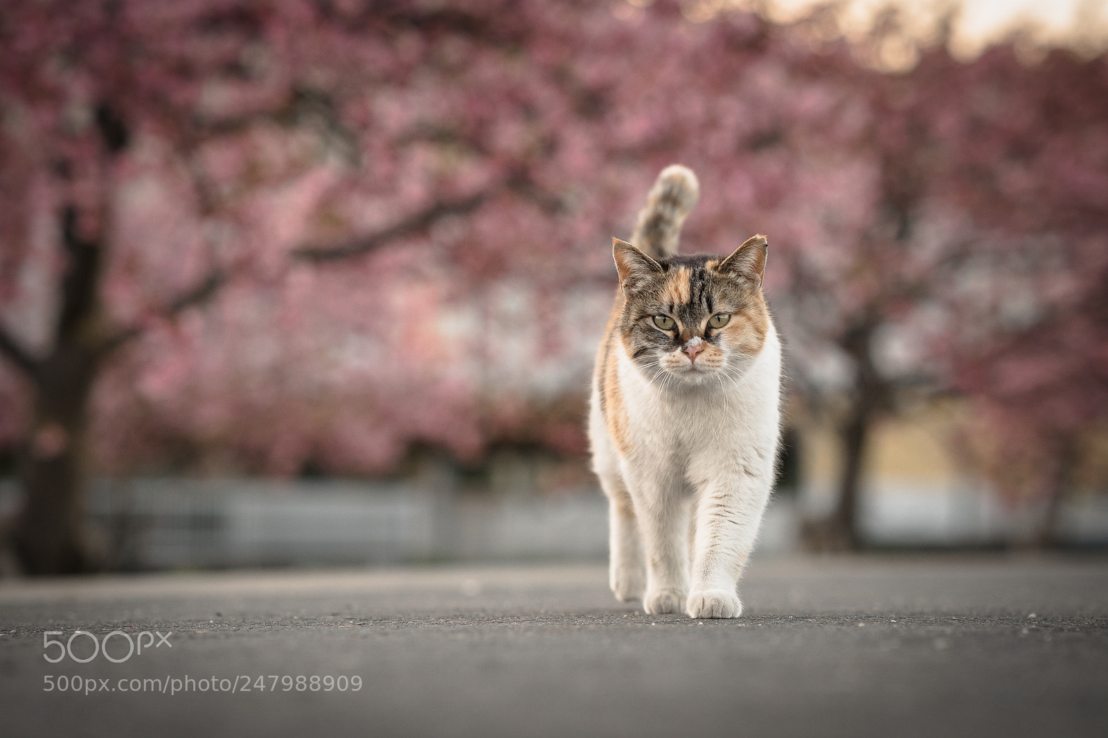 Sony a6500 sample photo. Spring has come photography