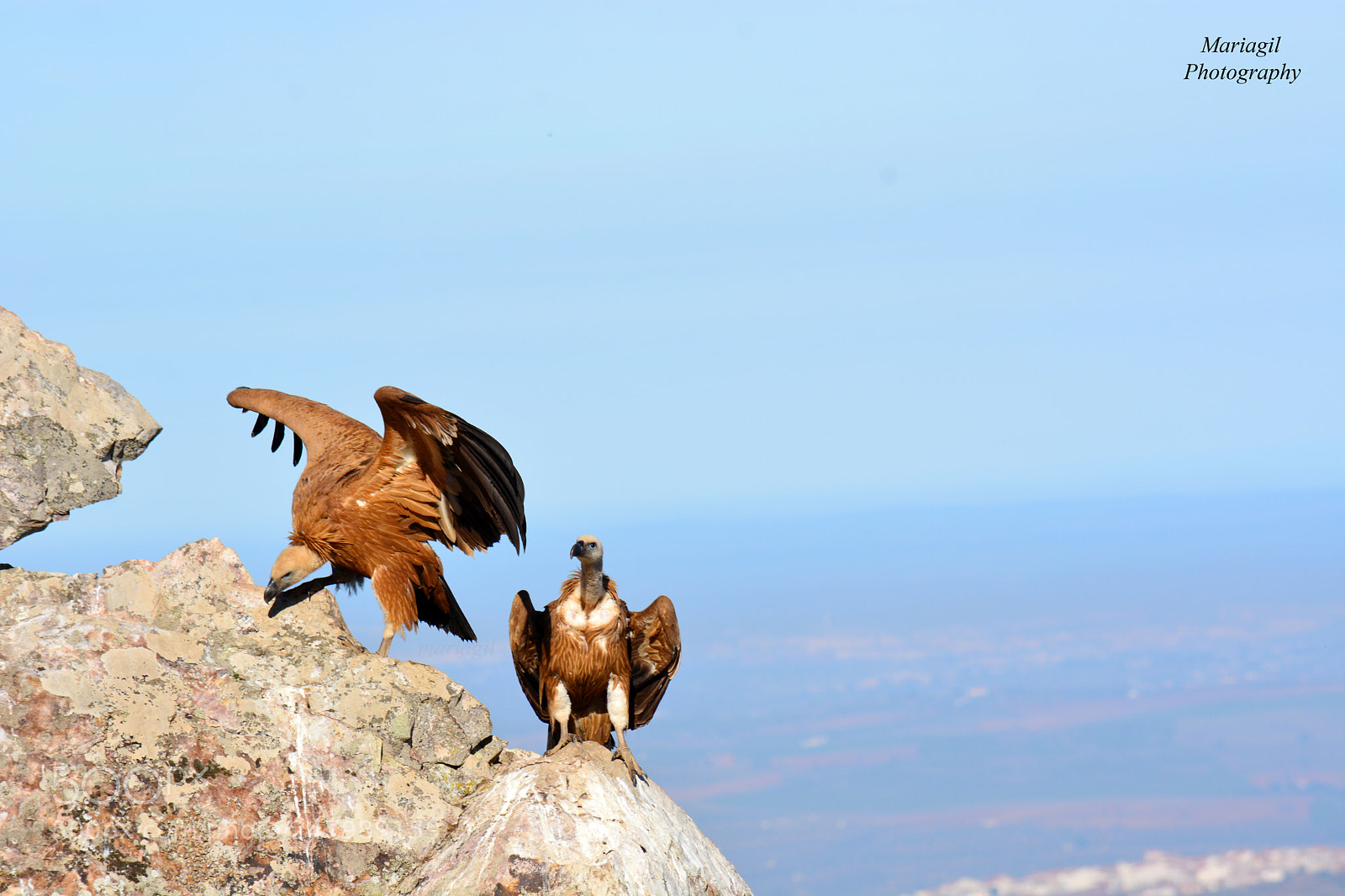 Nikon D5200 sample photo. Buitres leonados photography