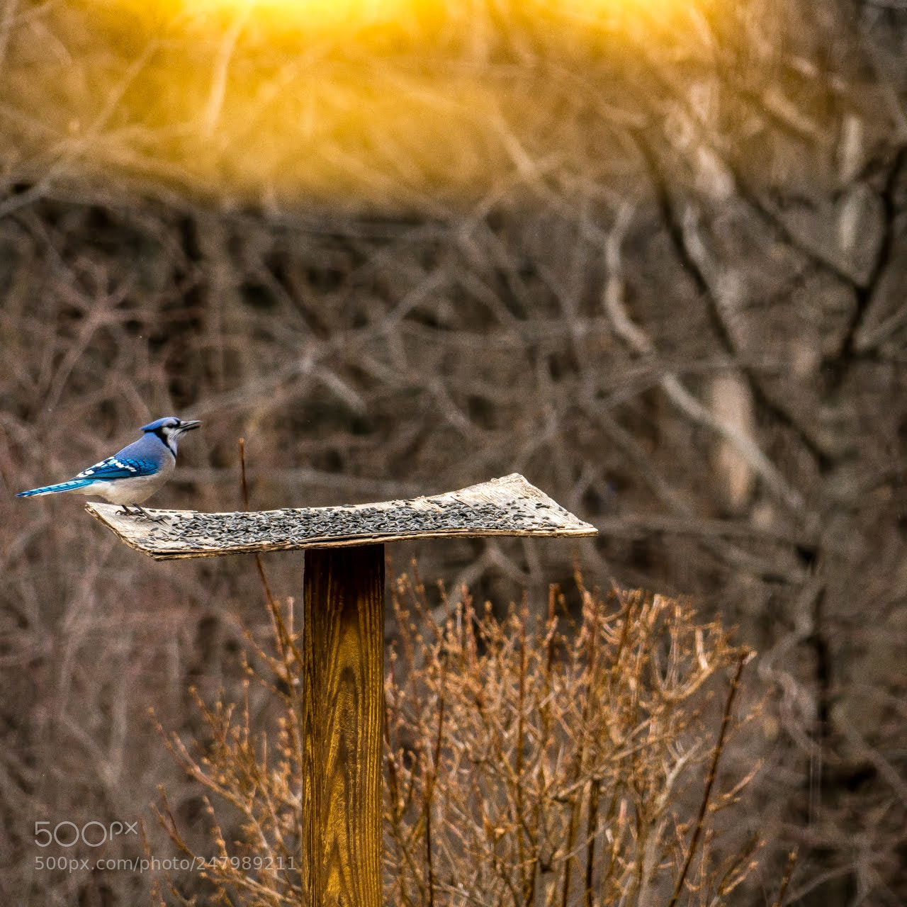 Sony a7R II sample photo. A birdy sunset photography