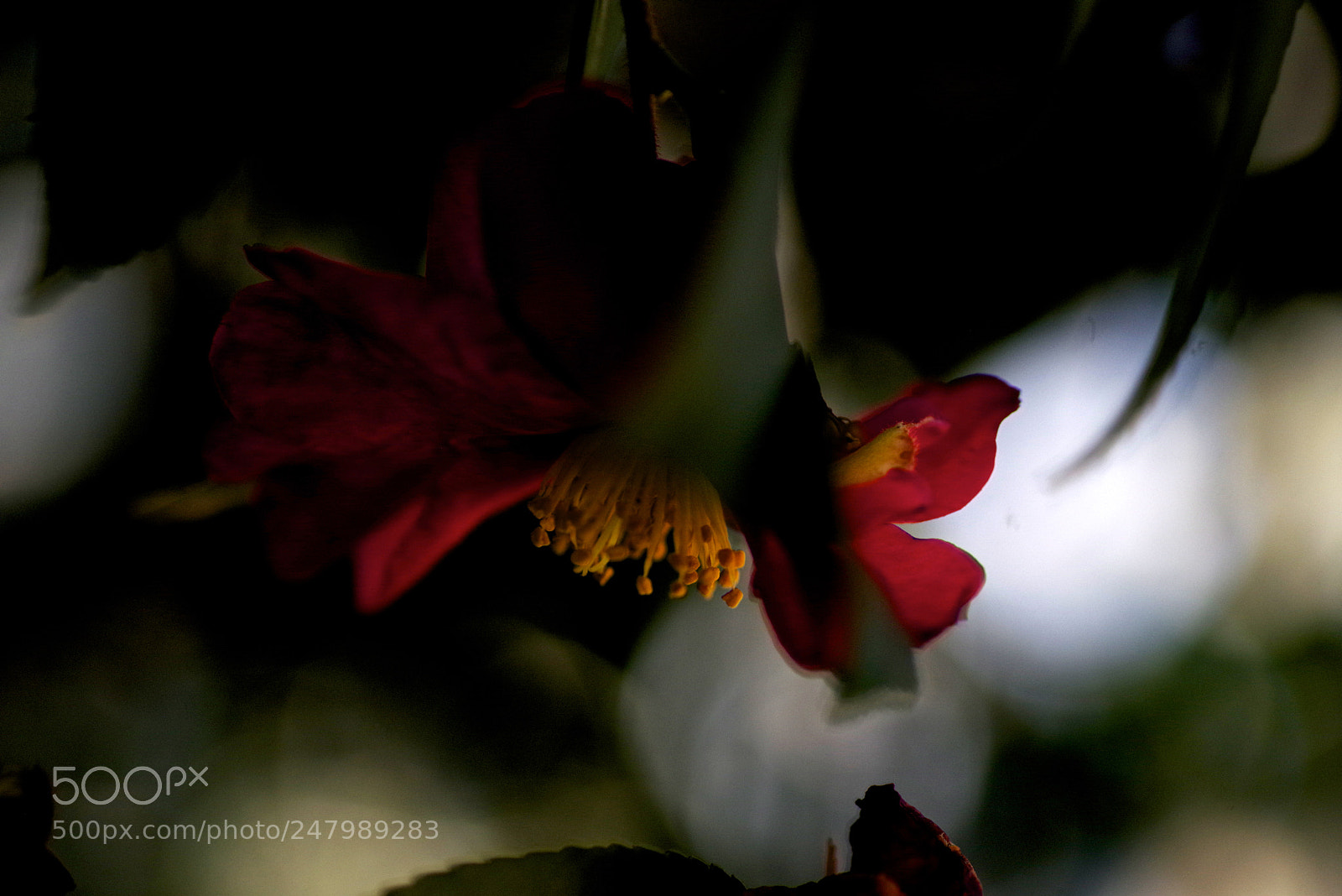 Pentax K-1 sample photo. Camellia photography